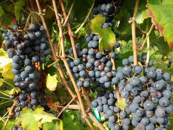 negozio in vendita a Rocca Grimalda