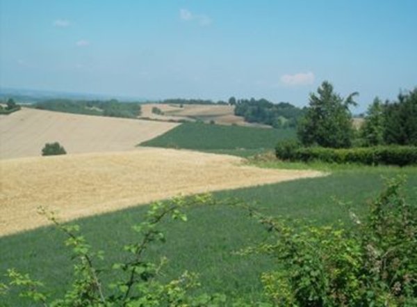terreno agricolo in vendita a San Salvatore Monferrato