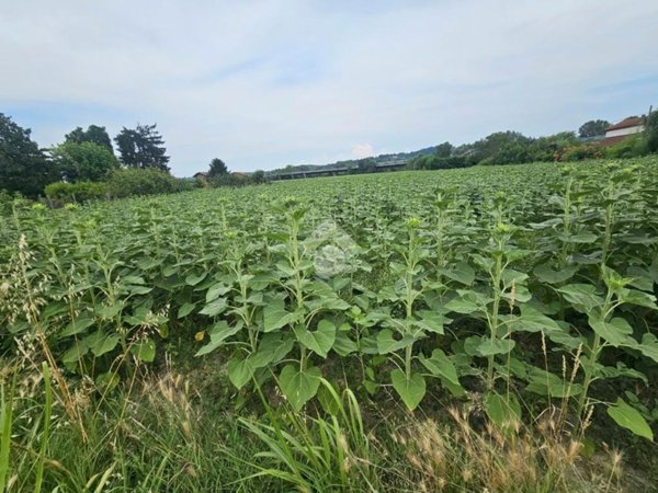terreno agricolo in vendita a Strevi