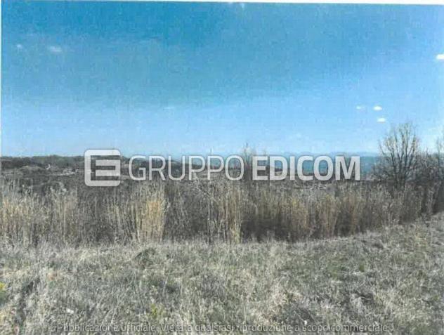 terreno agricolo in vendita a Terzo