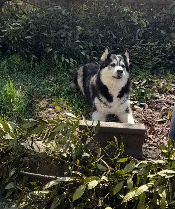 casa indipendente in vendita a Tortona in zona Oasi