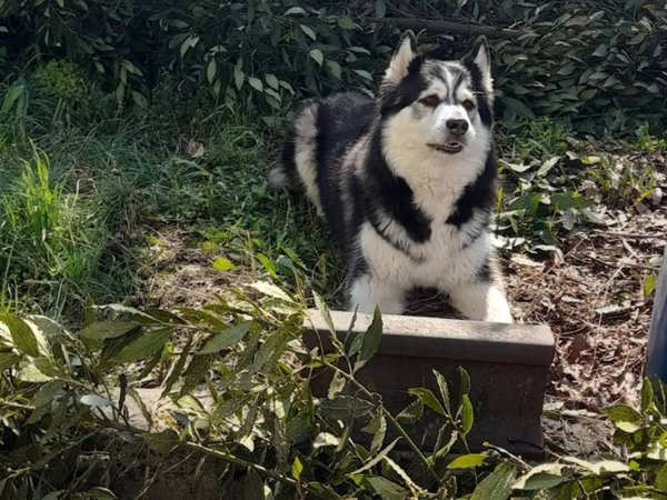 casa indipendente in vendita a Tortona in zona Oasi