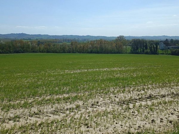 terreno agricolo in vendita a Valenza