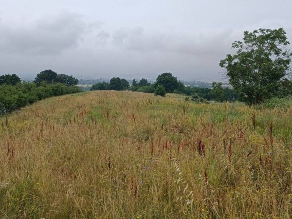 terreno agricolo in vendita a Valenza