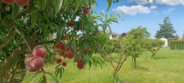 appartamento in vendita a Valenza