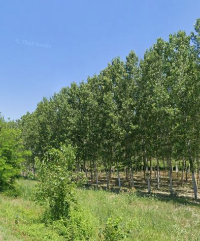 terreno agricolo in vendita a Valenza