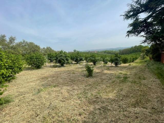 terreno agricolo in vendita a Valenza