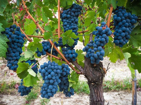 negozio in vendita a Vignale Monferrato