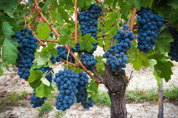 ufficio in vendita a Vignale Monferrato