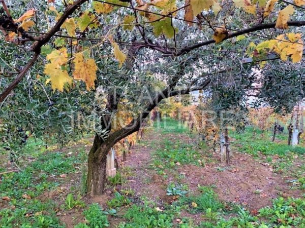 terreno agricolo in vendita a Coriano in zona Sant'Andrea in Besanigo