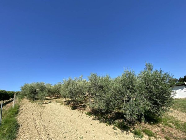 terreno agricolo in vendita a Coriano