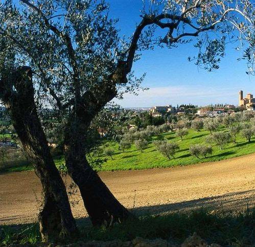 terreno agricolo in vendita a Coriano