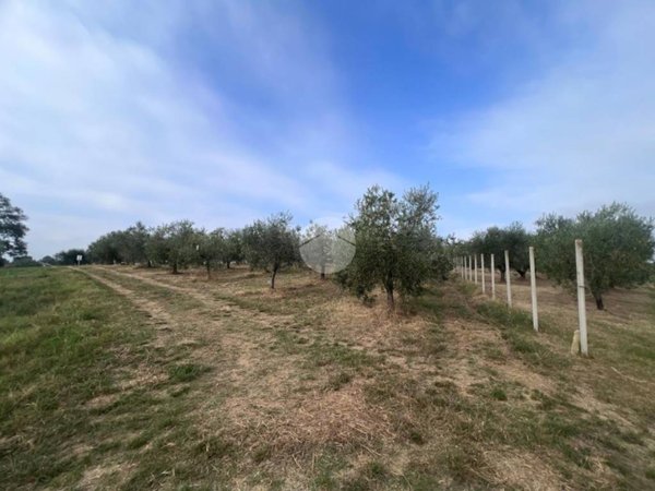 terreno agricolo in vendita a Misano Adriatico