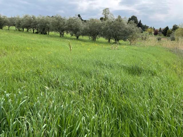 terreno agricolo in vendita a Misano Adriatico in zona Scacciano