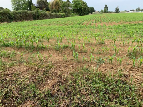 casa indipendente in vendita a Misano Adriatico in zona Scacciano