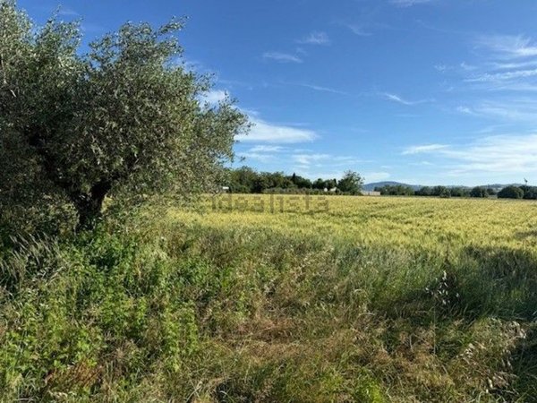 terreno agricolo in vendita a Misano Adriatico in zona Villaggio Argentina
