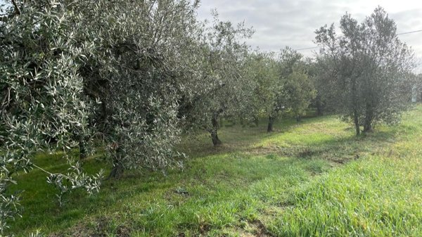 terreno agricolo in vendita a Misano Adriatico in zona Misano Monte