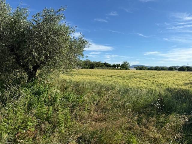terreno agricolo in vendita a Misano Adriatico in zona Villaggio Argentina