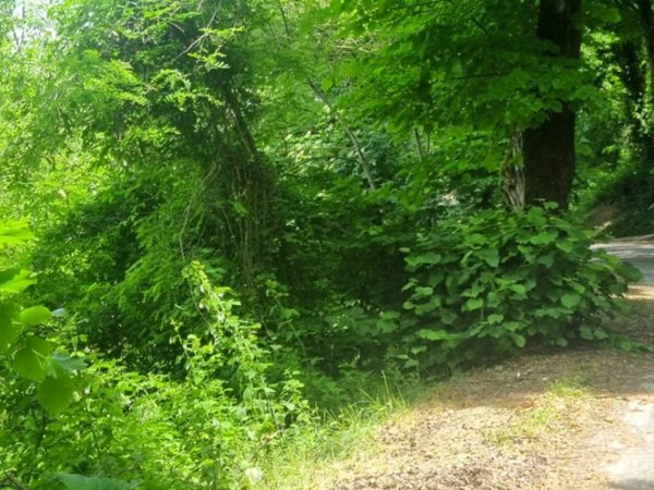 terreno agricolo in vendita a Montefiore Conca