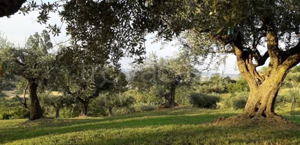terreno agricolo in vendita a Montefiore Conca