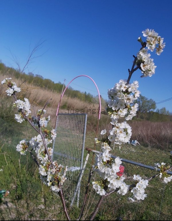 terreno agricolo in vendita a Montefiore Conca