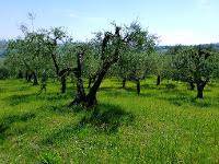 terreno agricolo in vendita a Montefiore Conca in zona Serbadone