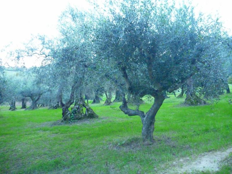 casale in vendita a Montegridolfo