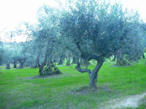 casale in vendita a Montegridolfo