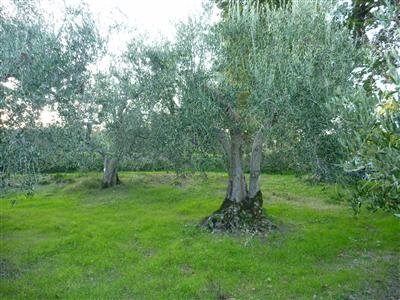 villa in vendita a Montegridolfo in zona San Pietro