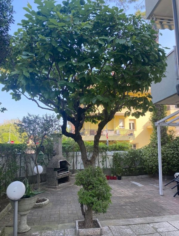 appartamento in vendita a Riccione in zona Alba