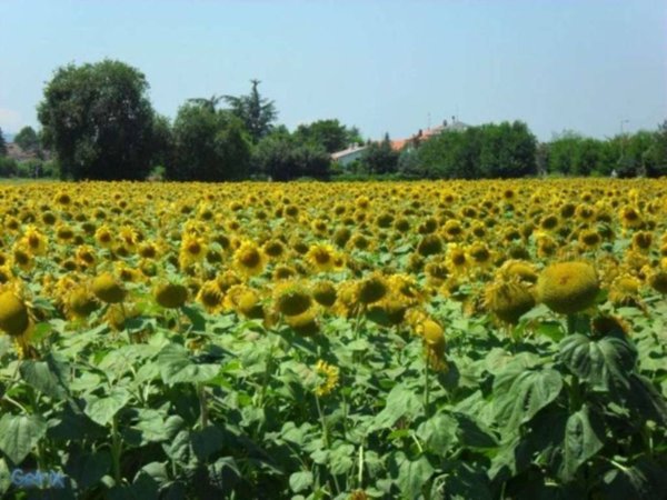 terreno agricolo in vendita a Rimini in zona Corpolò