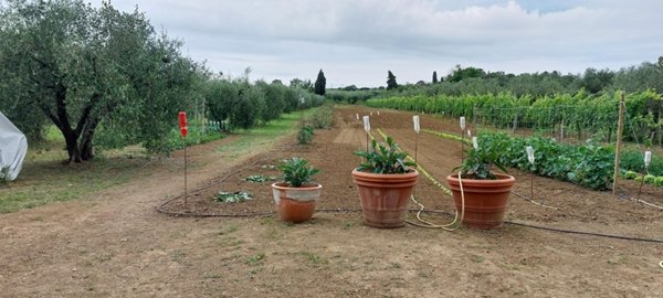 casa indipendente in vendita a Rimini in zona San Lorenzo in Correggiano