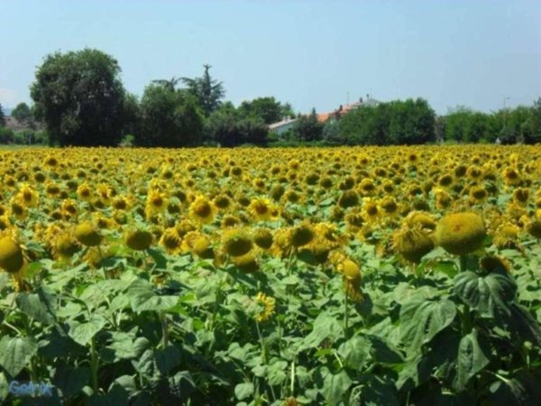terreno agricolo in vendita a Rimini in zona Corpolò
