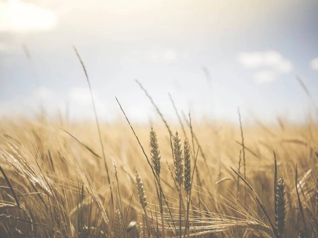 terreno agricolo in vendita a Rimini in zona San Paolo