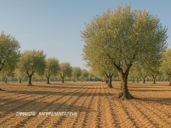 terreno agricolo in vendita a Rimini in zona Gaiofana