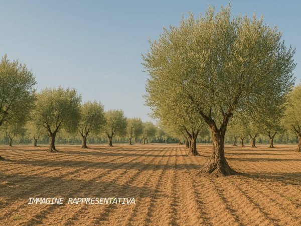 terreno agricolo in vendita a Rimini in zona Grotta Rossa