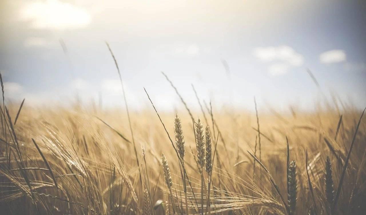 terreno agricolo in vendita a Rimini in zona Corpolò