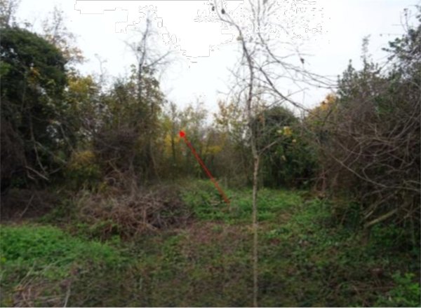terreno agricolo in vendita a Rimini in zona San Lorenzo in Correggiano