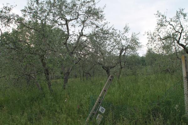 terreno agricolo in vendita a Rimini in zona Gaiofana