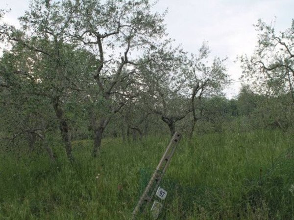 terreno agricolo in vendita a Rimini in zona Gaiofana