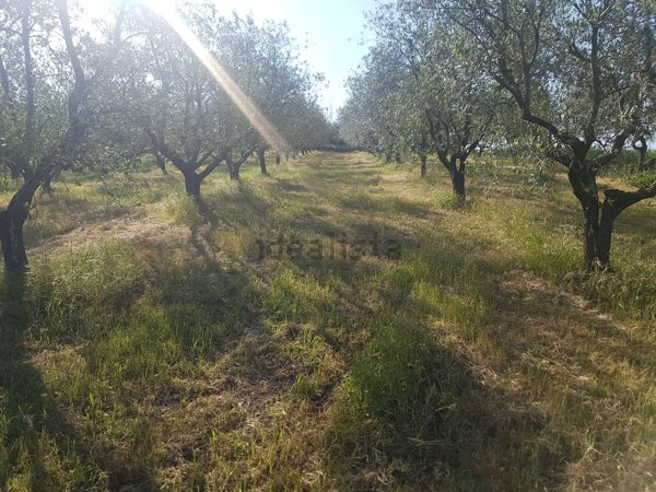 terreno agricolo in vendita a Rimini in zona Corpolò