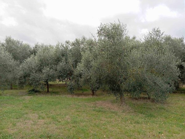 terreno agricolo in vendita a Rimini in zona Grotta Rossa