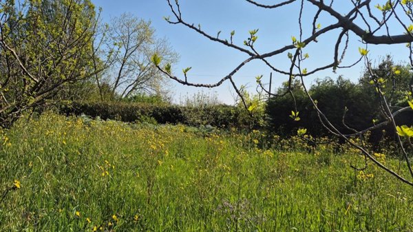 terreno agricolo in vendita a Rimini