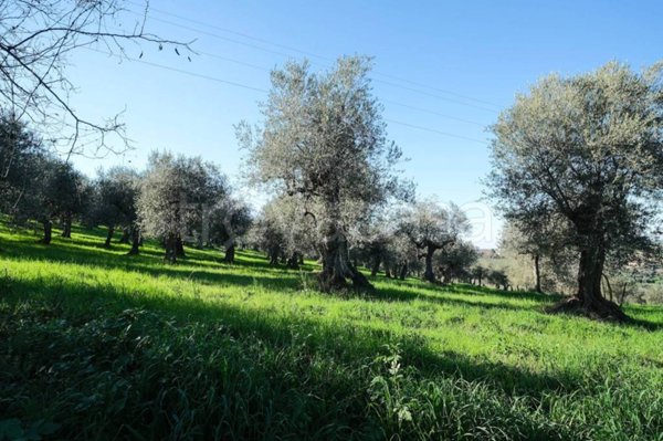 terreno agricolo in vendita a Saludecio