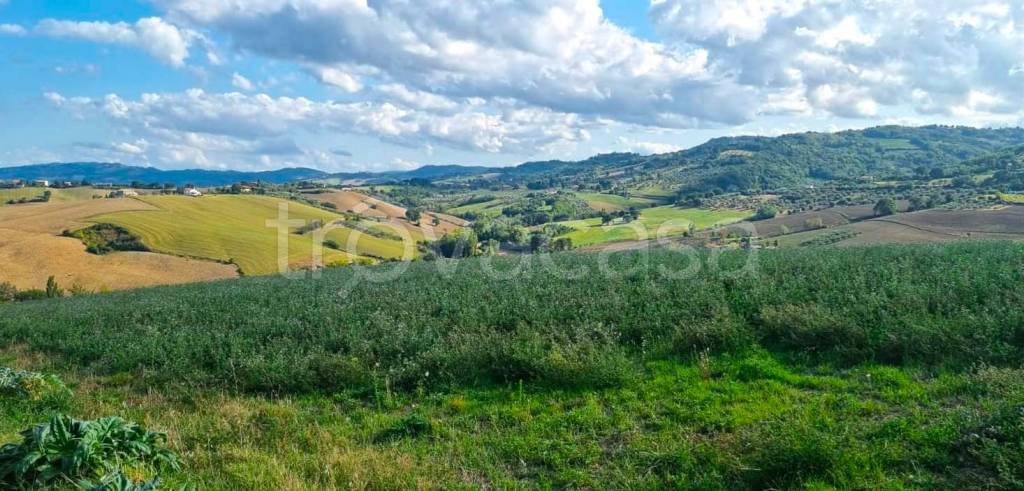 terreno agricolo in vendita a Saludecio