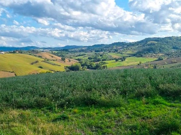 terreno agricolo in vendita a Saludecio