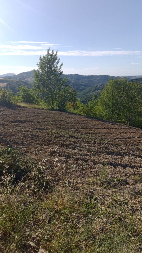 terreno agricolo in vendita a Saludecio