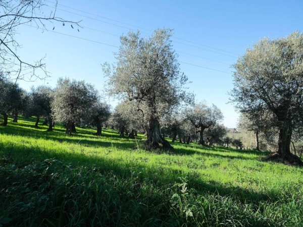 terreno agricolo in vendita a Saludecio in zona Meleto