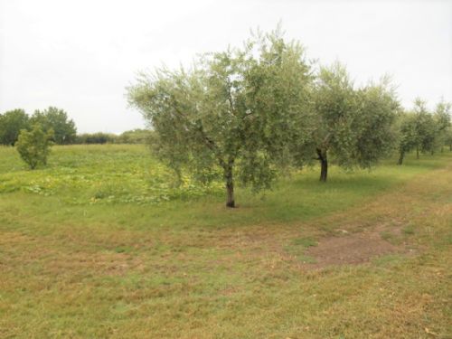 terreno agricolo in vendita a Santarcangelo di Romagna in zona Canonica