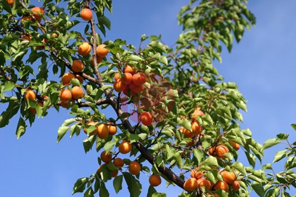 terreno in vendita a Santarcangelo di Romagna